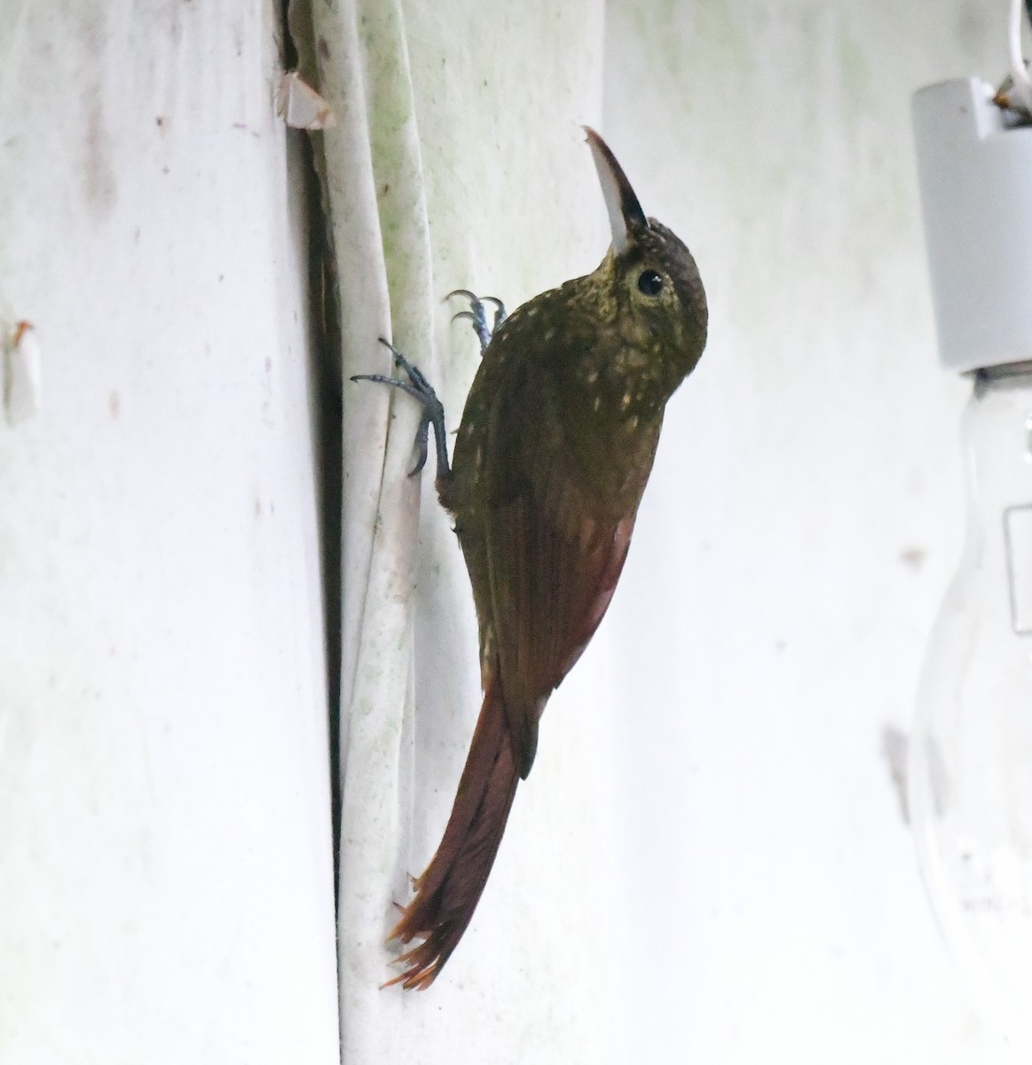 Spotted Woodcreeper - James Bozeman