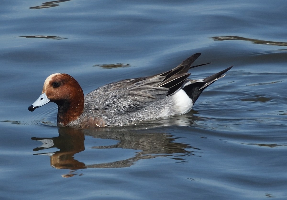 Eurasian Wigeon - Guy Babineau