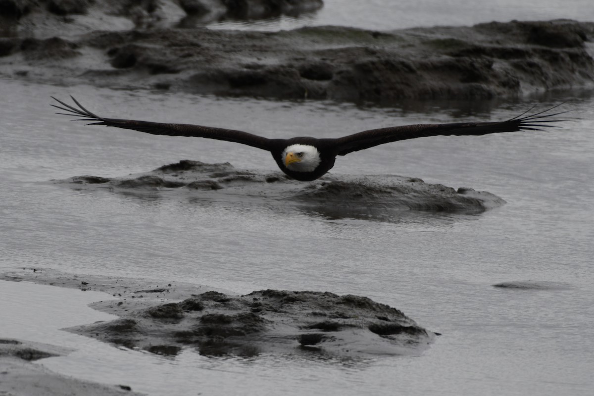 Bald Eagle - ML144244581