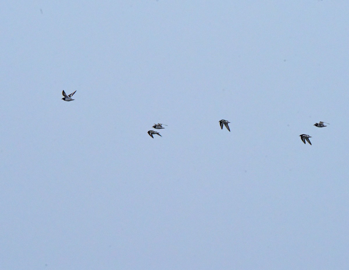 Ruddy Turnstone - brian waitkus