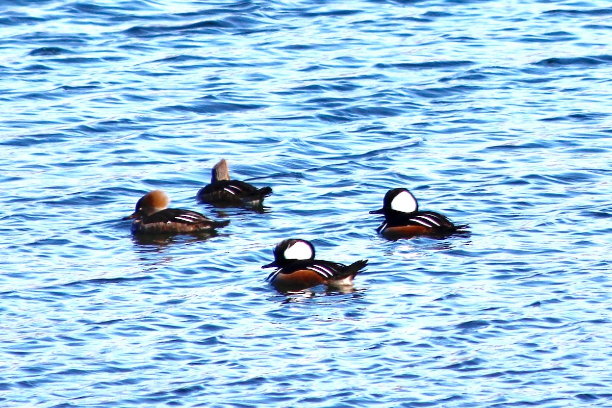 Hooded Merganser - ML144245261