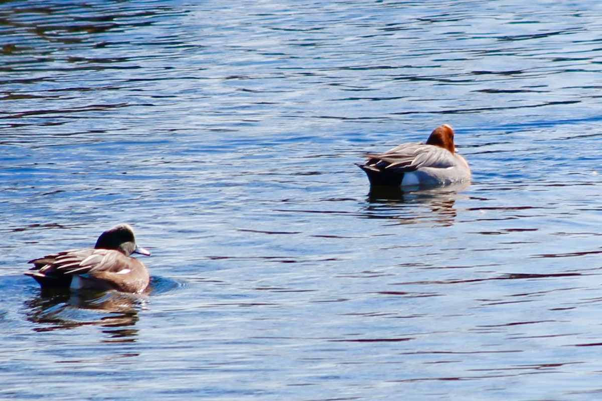 Eurasian Wigeon - ML144246111