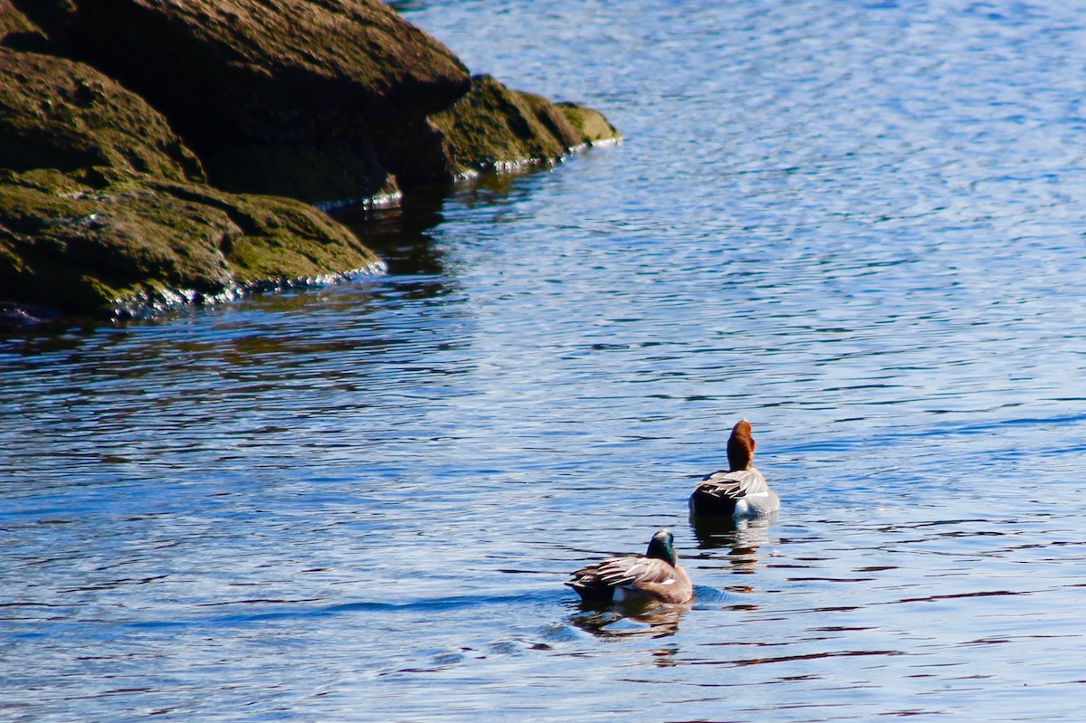 Eurasian Wigeon - Anonymous