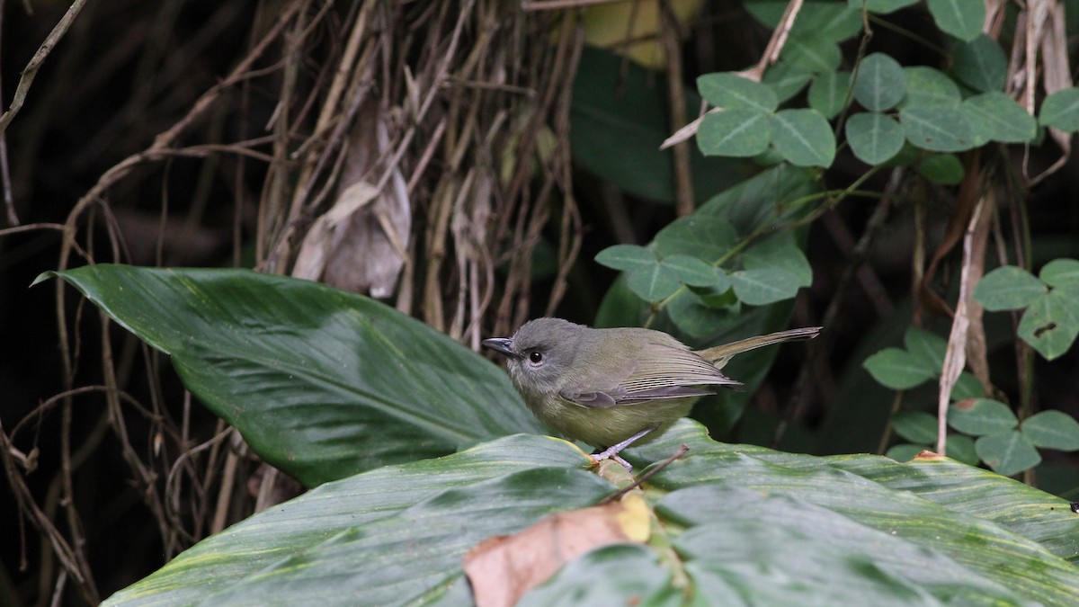 Blue Mountain Vireo - ML144247121