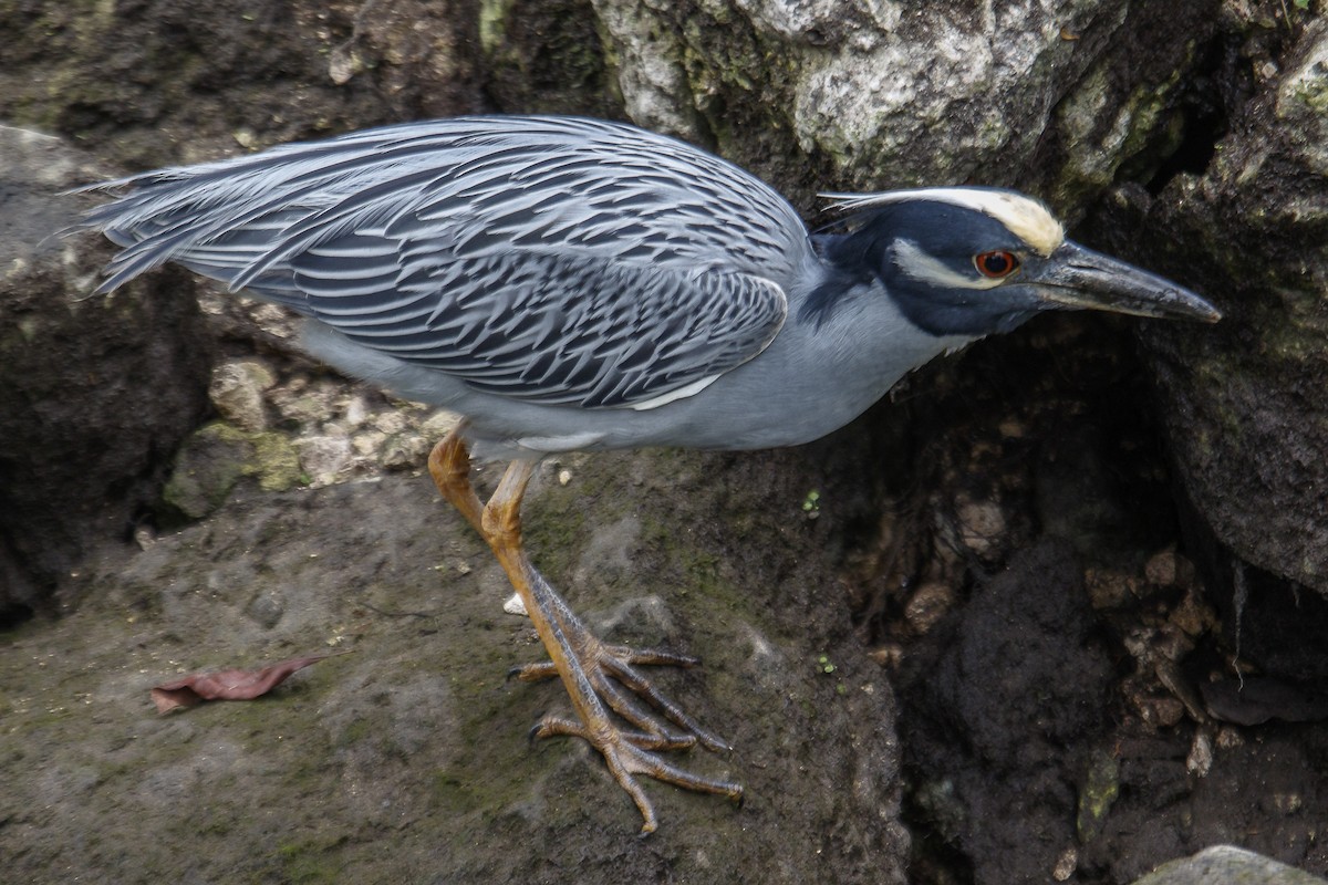 Yellow-crowned Night Heron - ML144247541