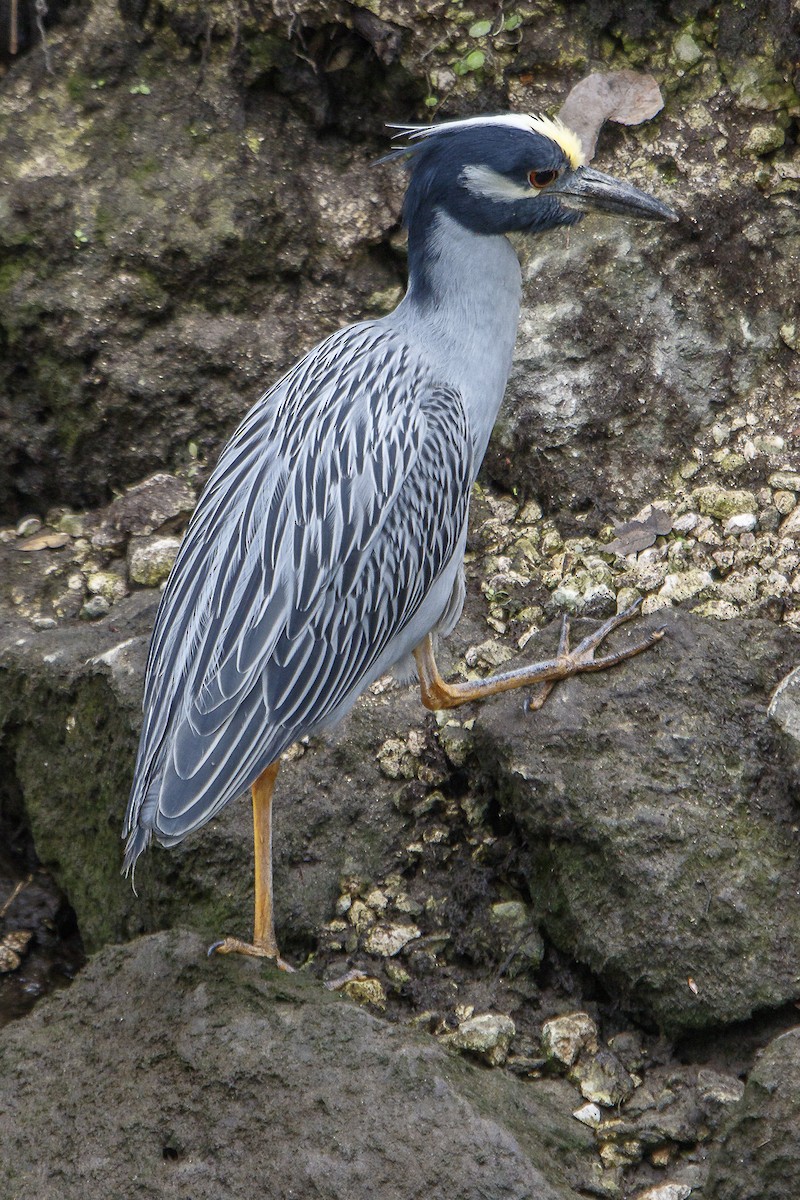Yellow-crowned Night Heron - ML144248341