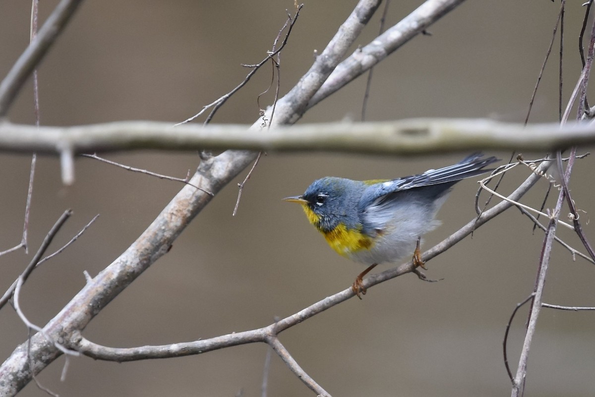 Parula Norteña - ML144250391
