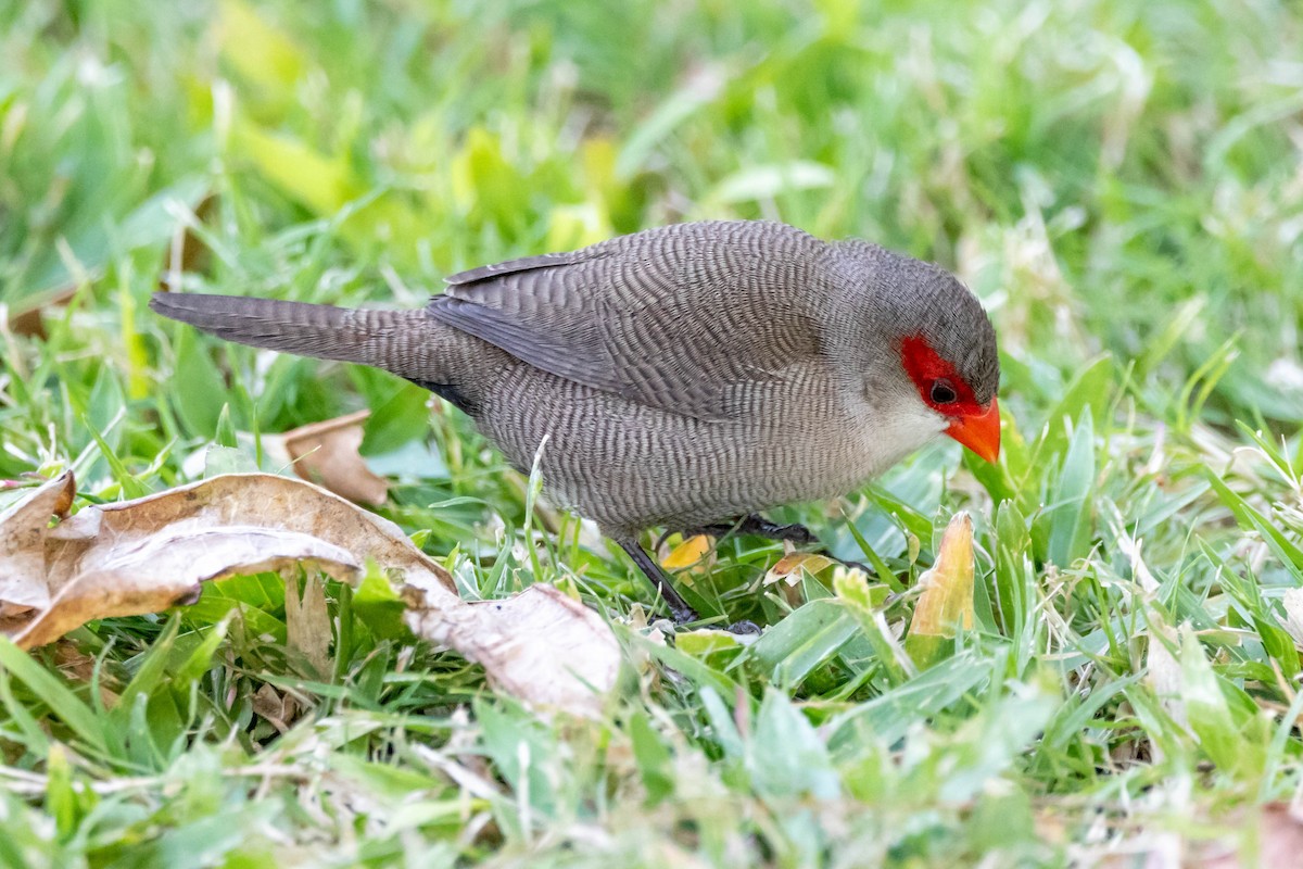 Common Waxbill - Nancy & Bill LaFramboise