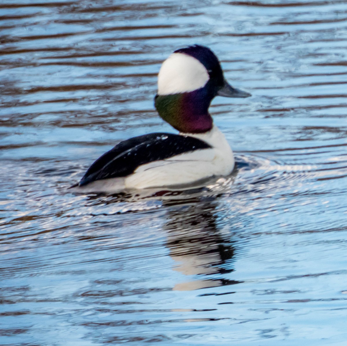 Bufflehead - ML144252201