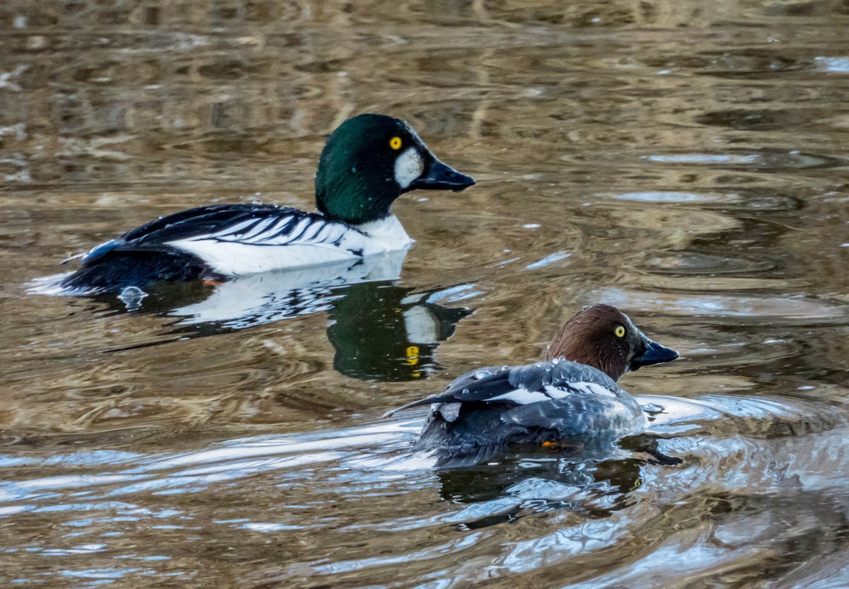 Common Goldeneye - John McConnell