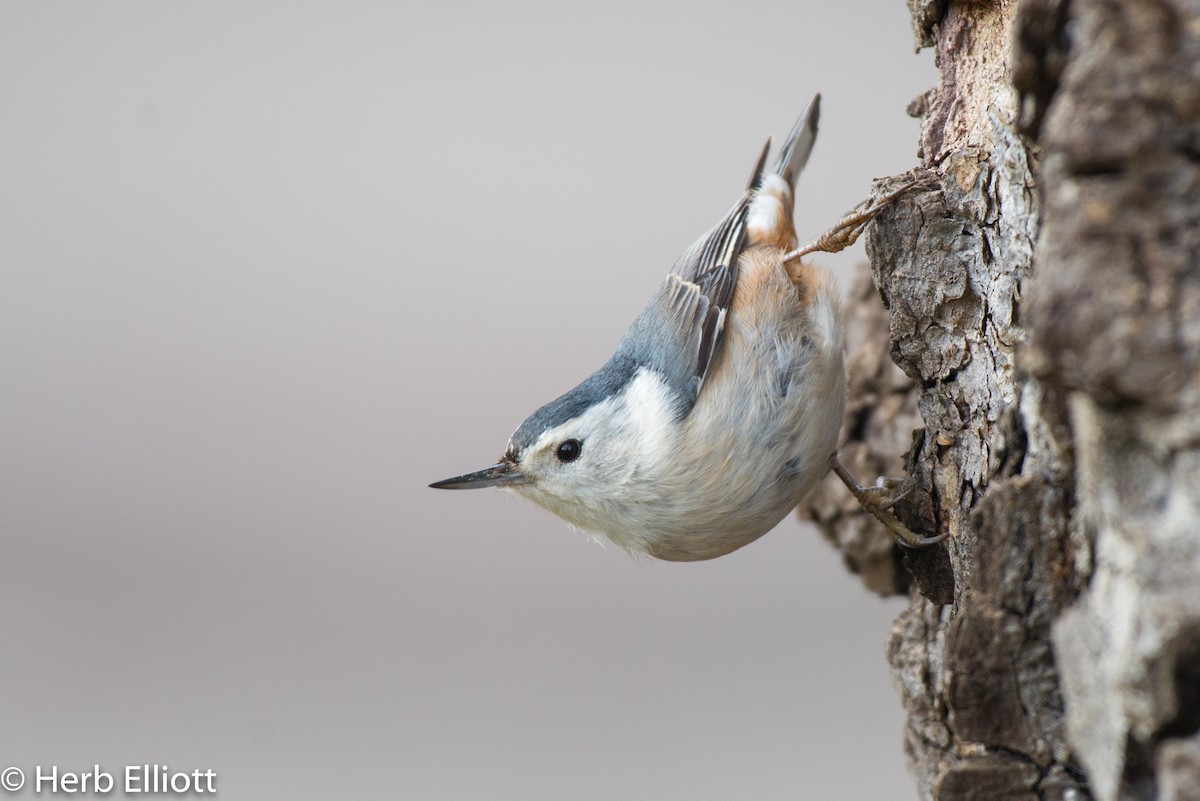White-breasted Nuthatch - ML144254221