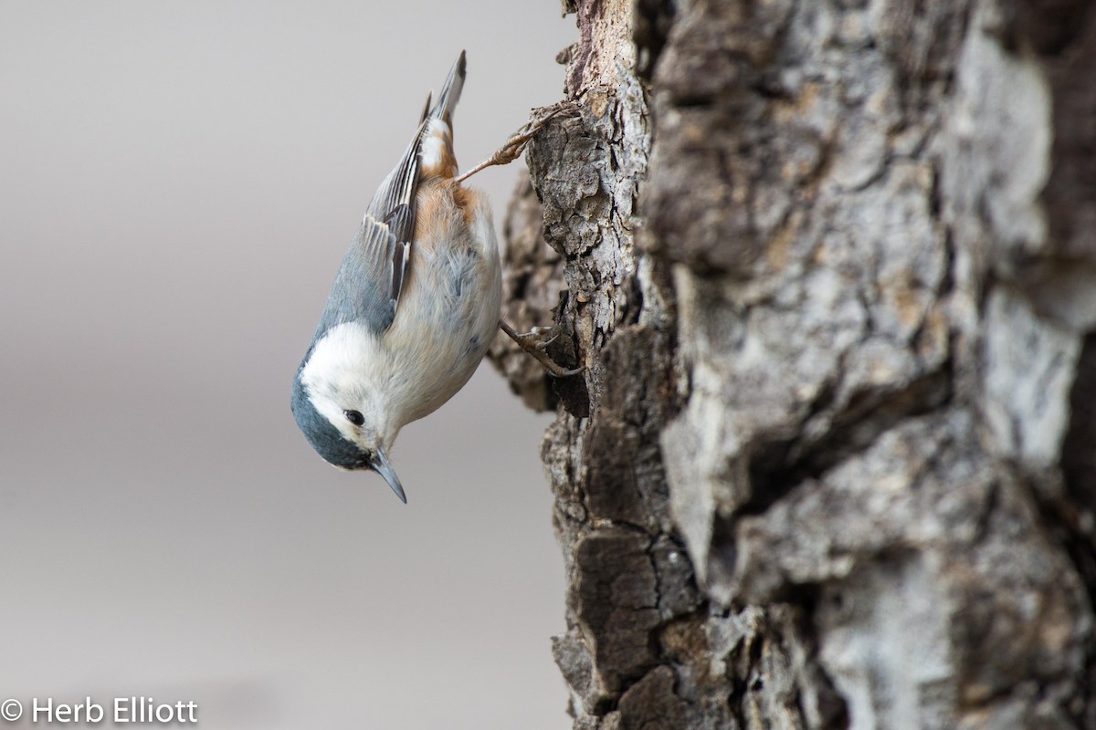 White-breasted Nuthatch - ML144254231