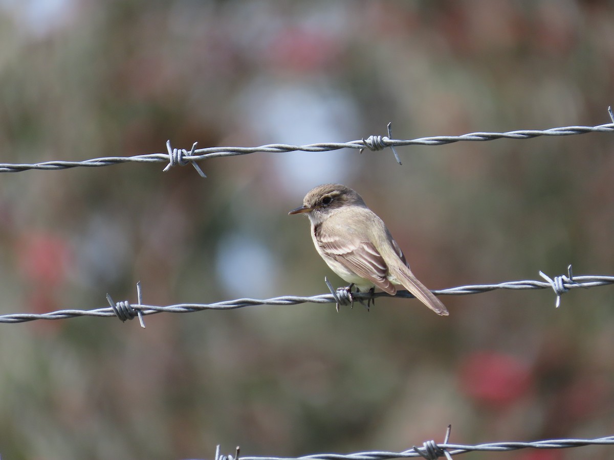 Gray Flycatcher - ML144255821