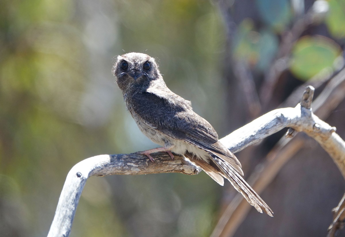 Australian Owlet-nightjar - Tobias Ley