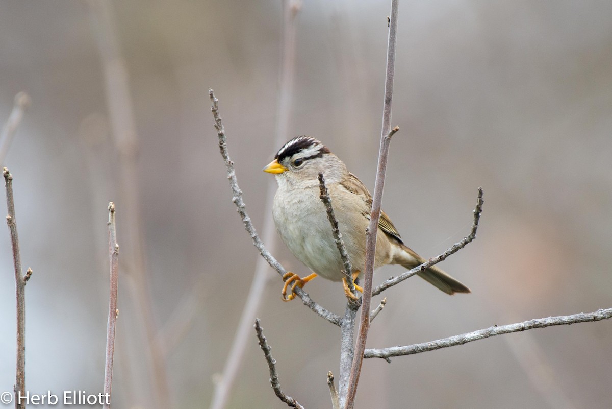 White-crowned Sparrow (pugetensis) - ML144256801