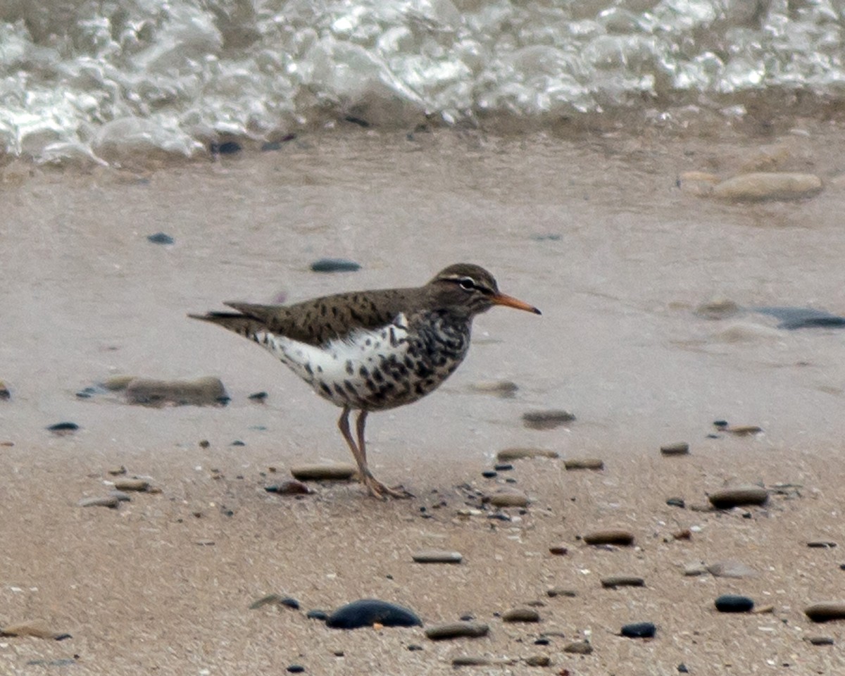 Spotted Sandpiper - ML144260271