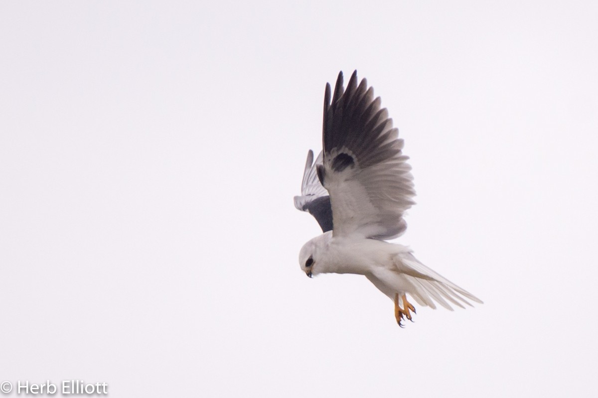 White-tailed Kite - ML144260341