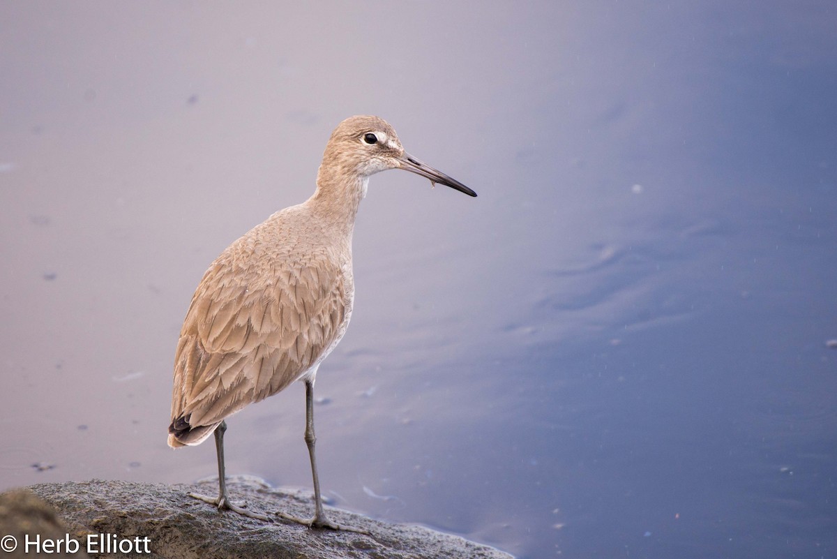 Willet - ML144261041