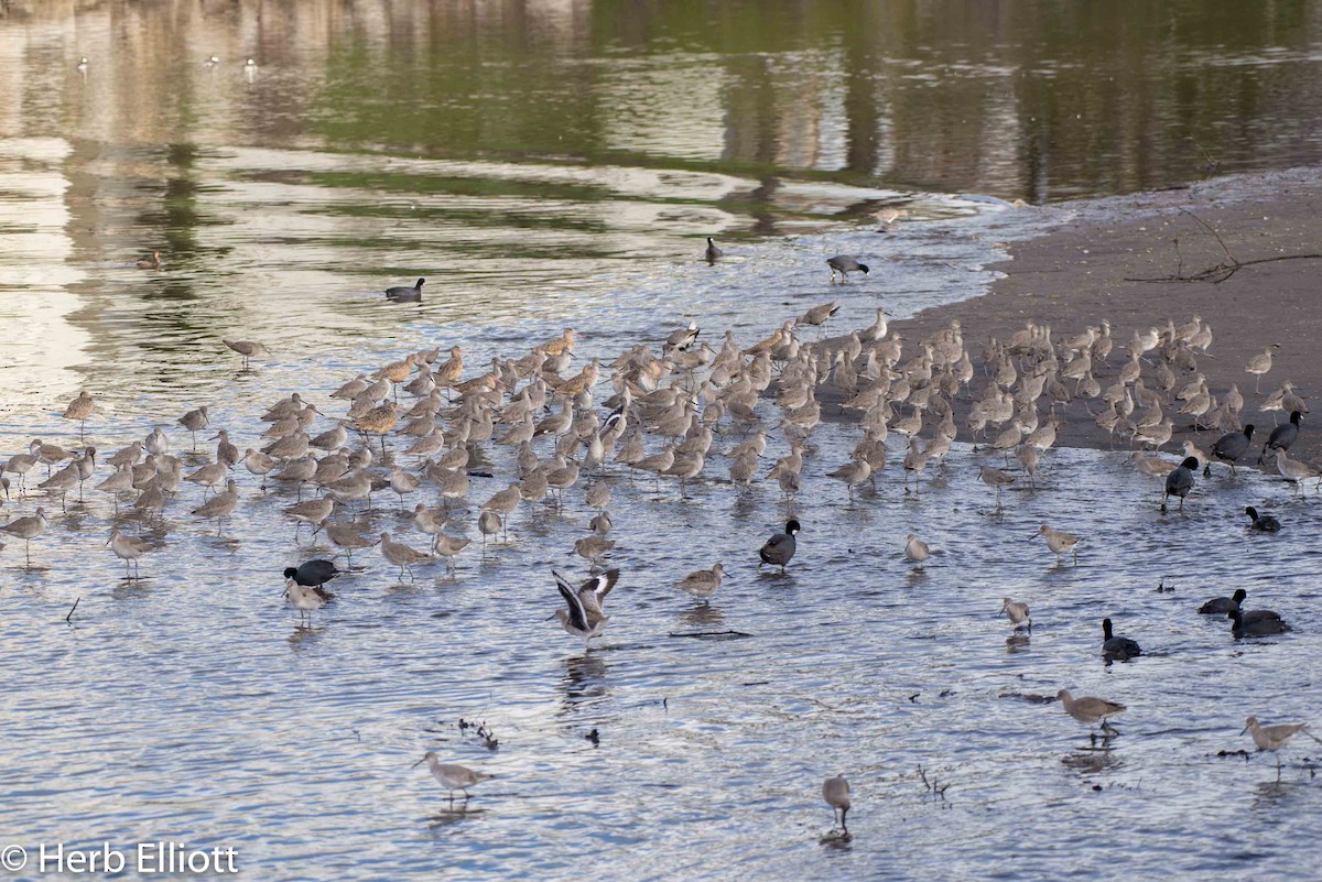 Willet - ML144261051