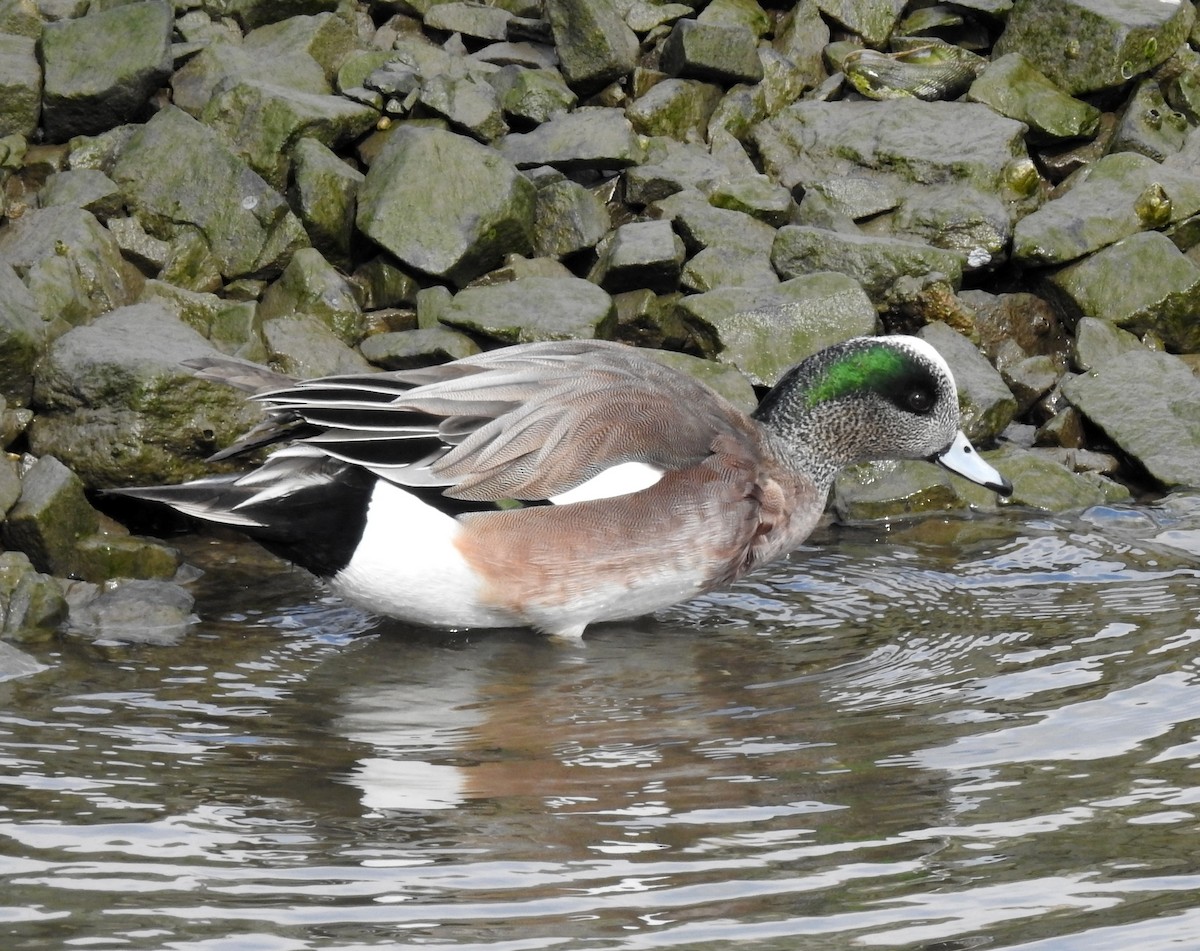 American Wigeon - ML144261231