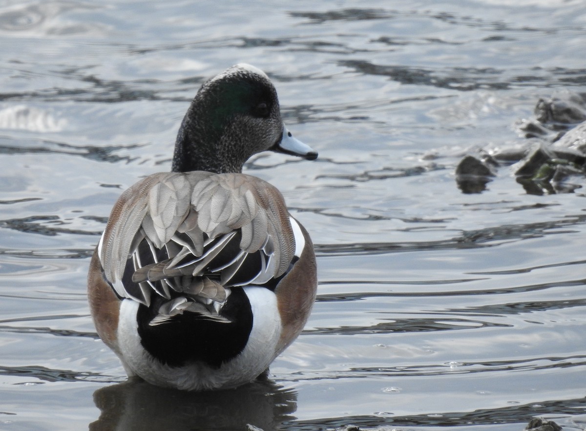 American Wigeon - ML144261251