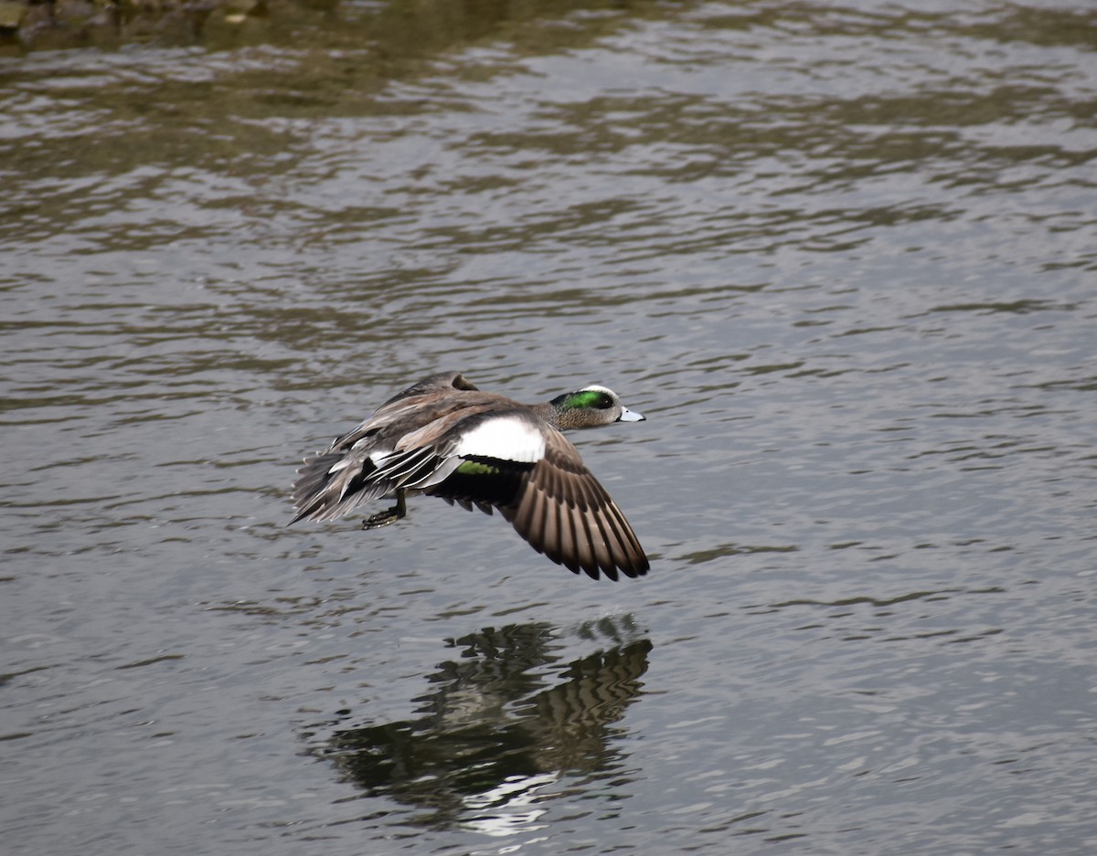 American Wigeon - ML144261261
