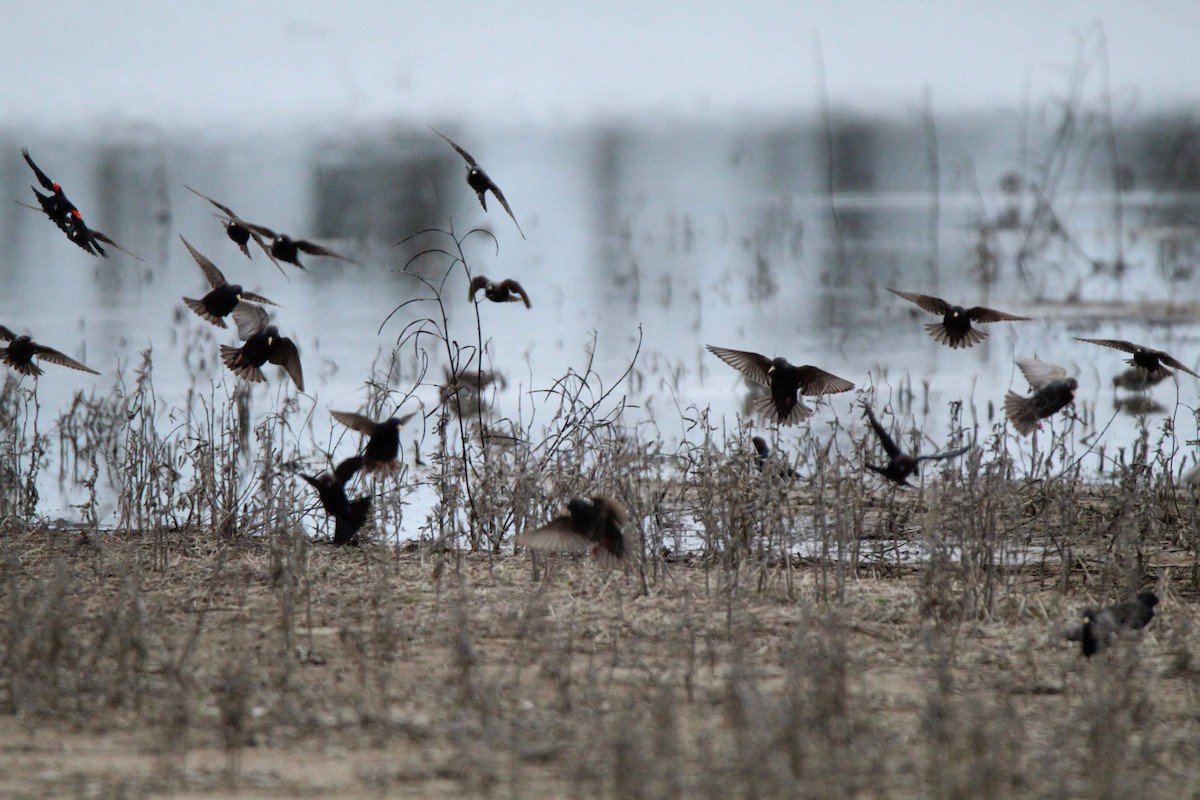 European Starling - ML144264041