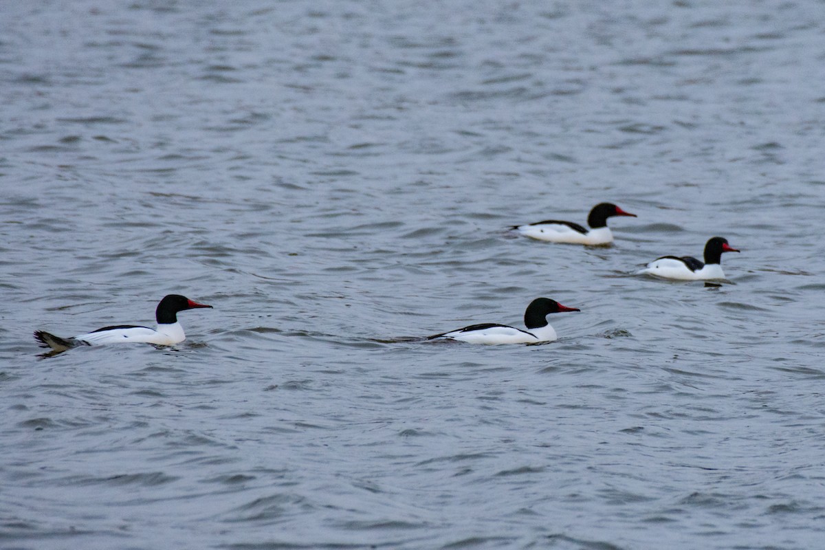 Common Merganser - Michael Pelc