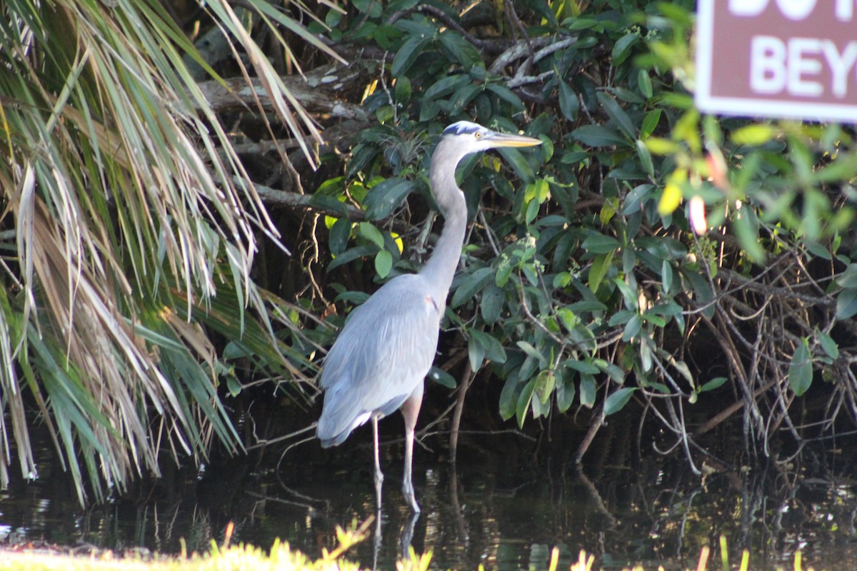 Great Blue Heron - ML144265211