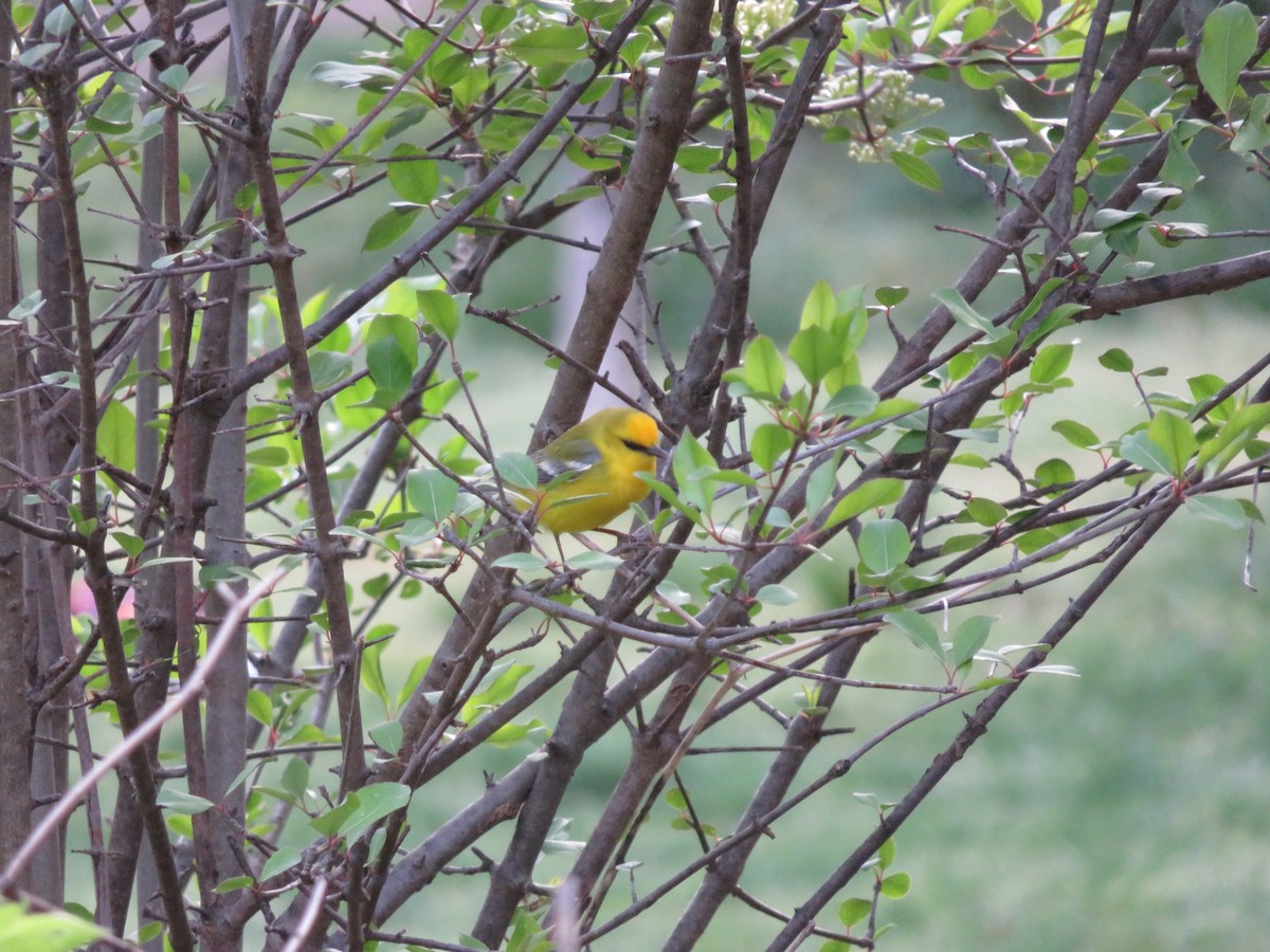 Blue-winged Warbler - ML144265951