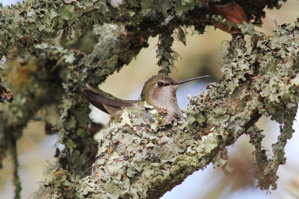 Anna's Hummingbird - I'm Birding Right Now (Teresa & Miles Tuffli)