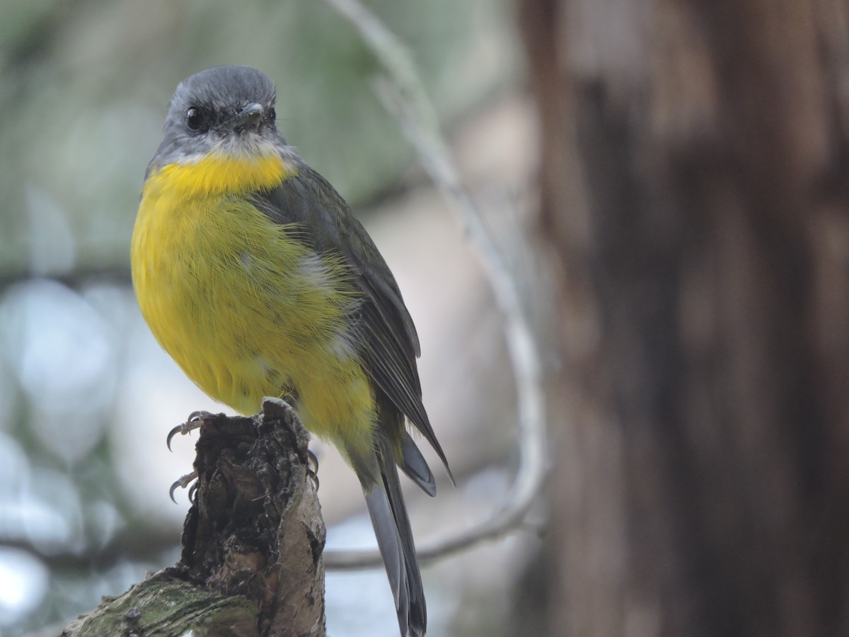 Eastern Yellow Robin - ML144267411