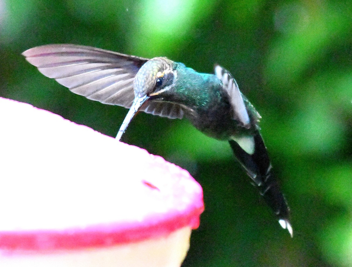 White-whiskered Hermit - ML144269391