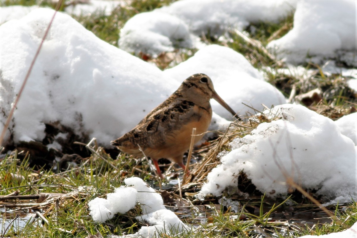 American Woodcock - ML144269911