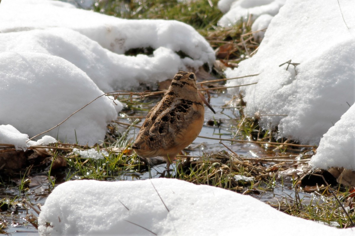 American Woodcock - ML144269921