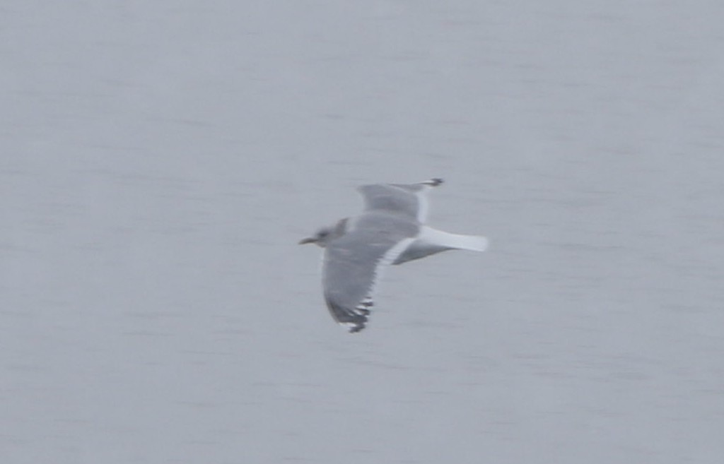 Short-billed Gull - ML144270111