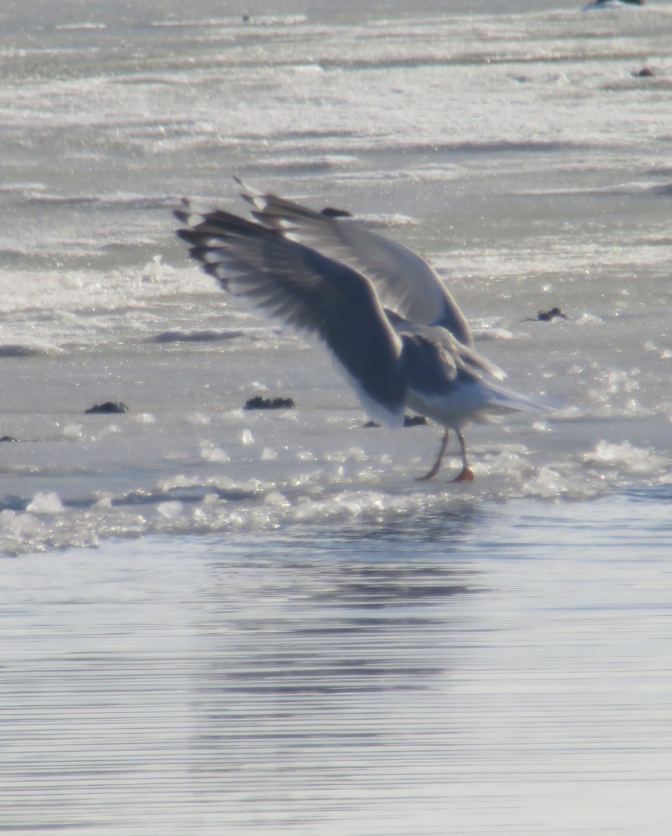 Short-billed Gull - ML144270121