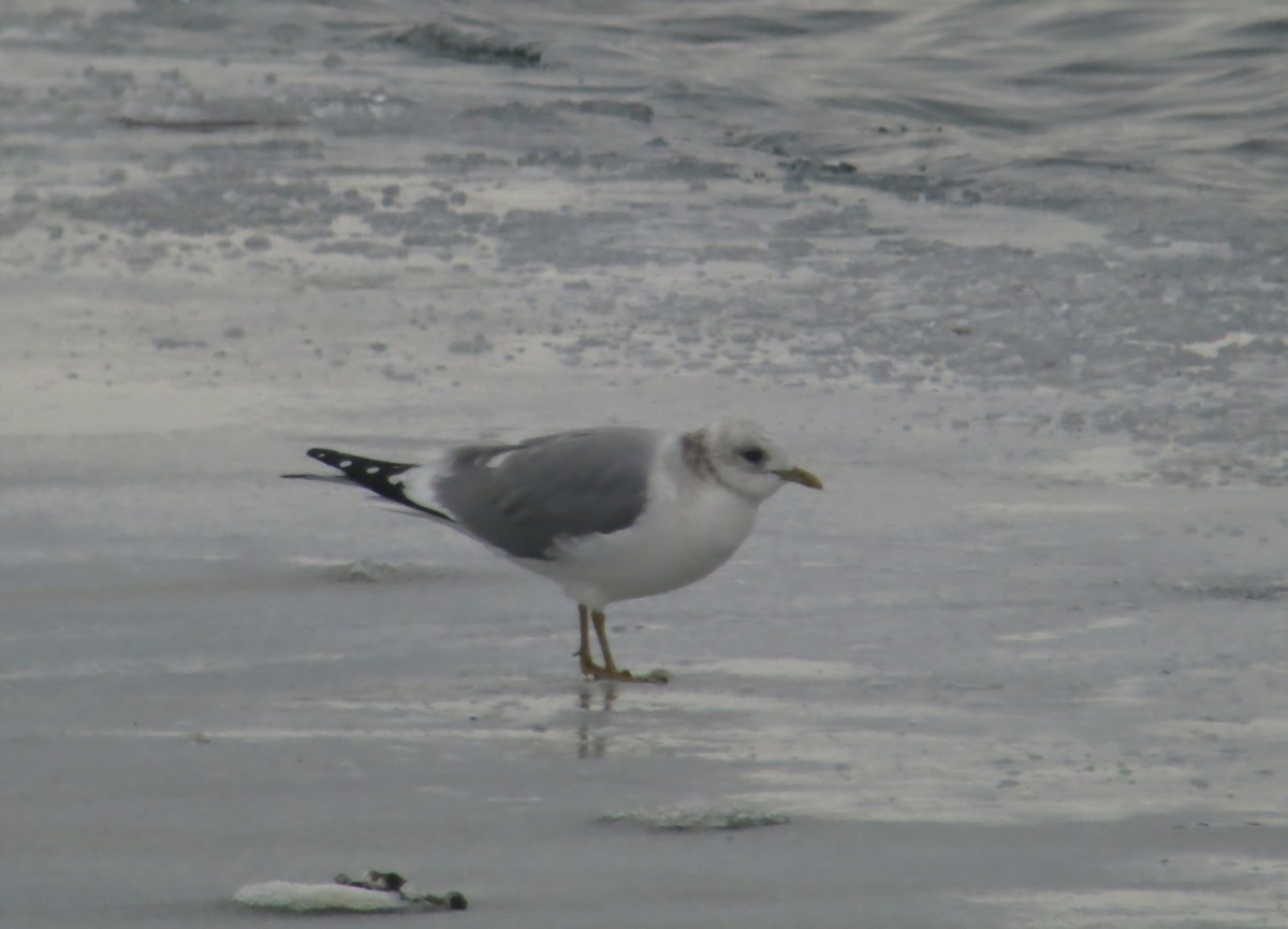 Short-billed Gull - ML144270131