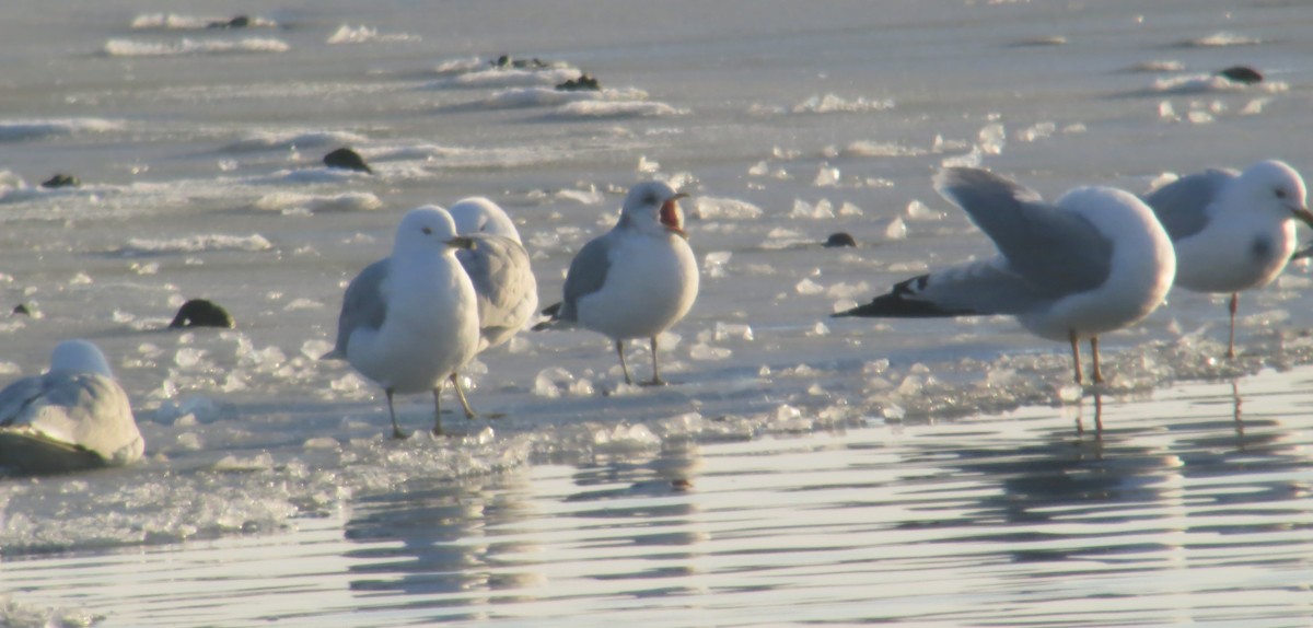 Short-billed Gull - ML144270141