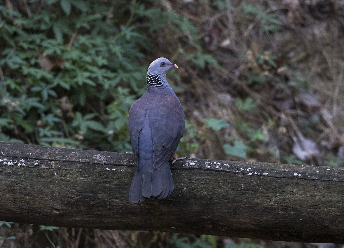 Nilgiri Wood-Pigeon - Rofikul Islam