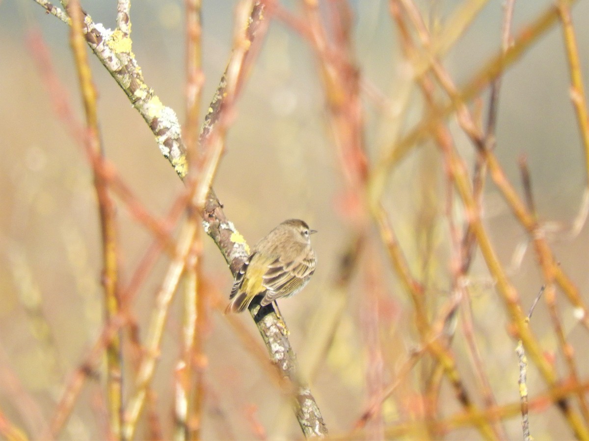 Palm Warbler - ML144273051