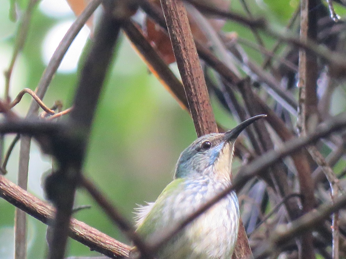 Shining Honeycreeper - ML144275081