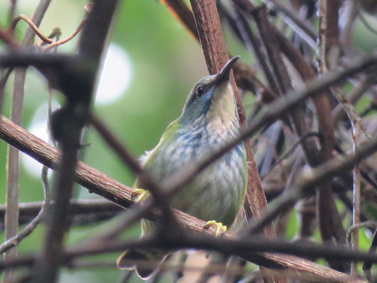 Shining Honeycreeper - ML144275101