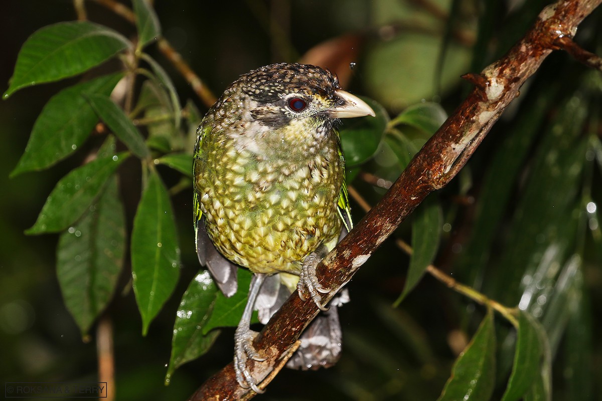 Spotted Catbird - Roksana and Terry