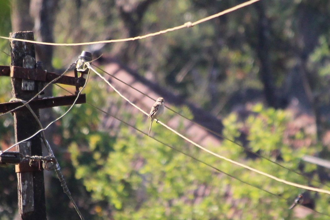 Brown Shrike - ML144275821