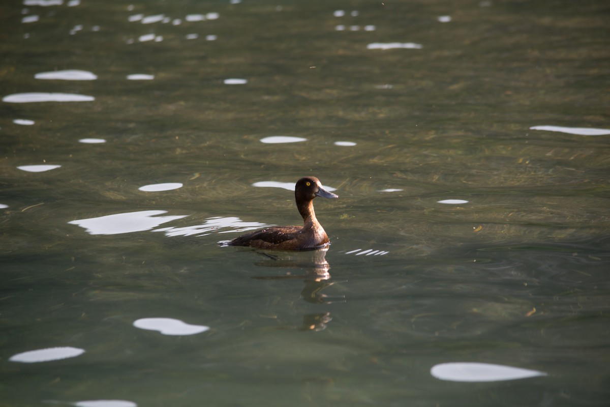 Tufted Duck - ML144276331