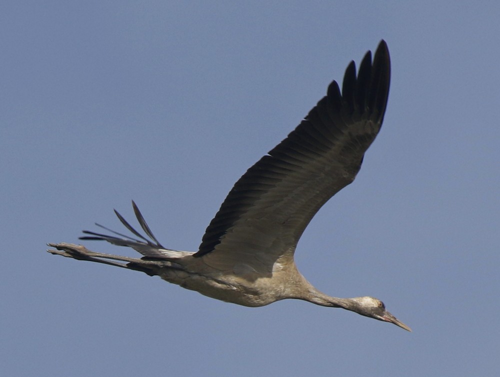 Common Crane - Subhadra Devi