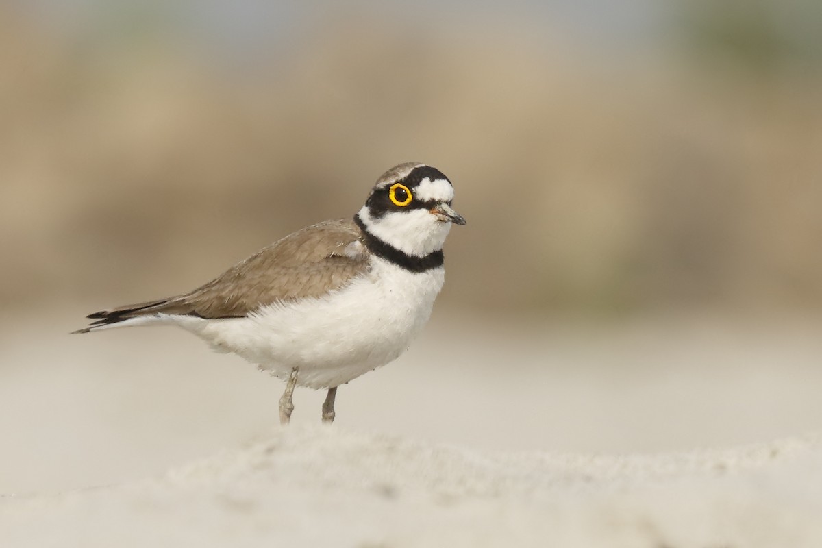 Little Ringed Plover - ML144277151