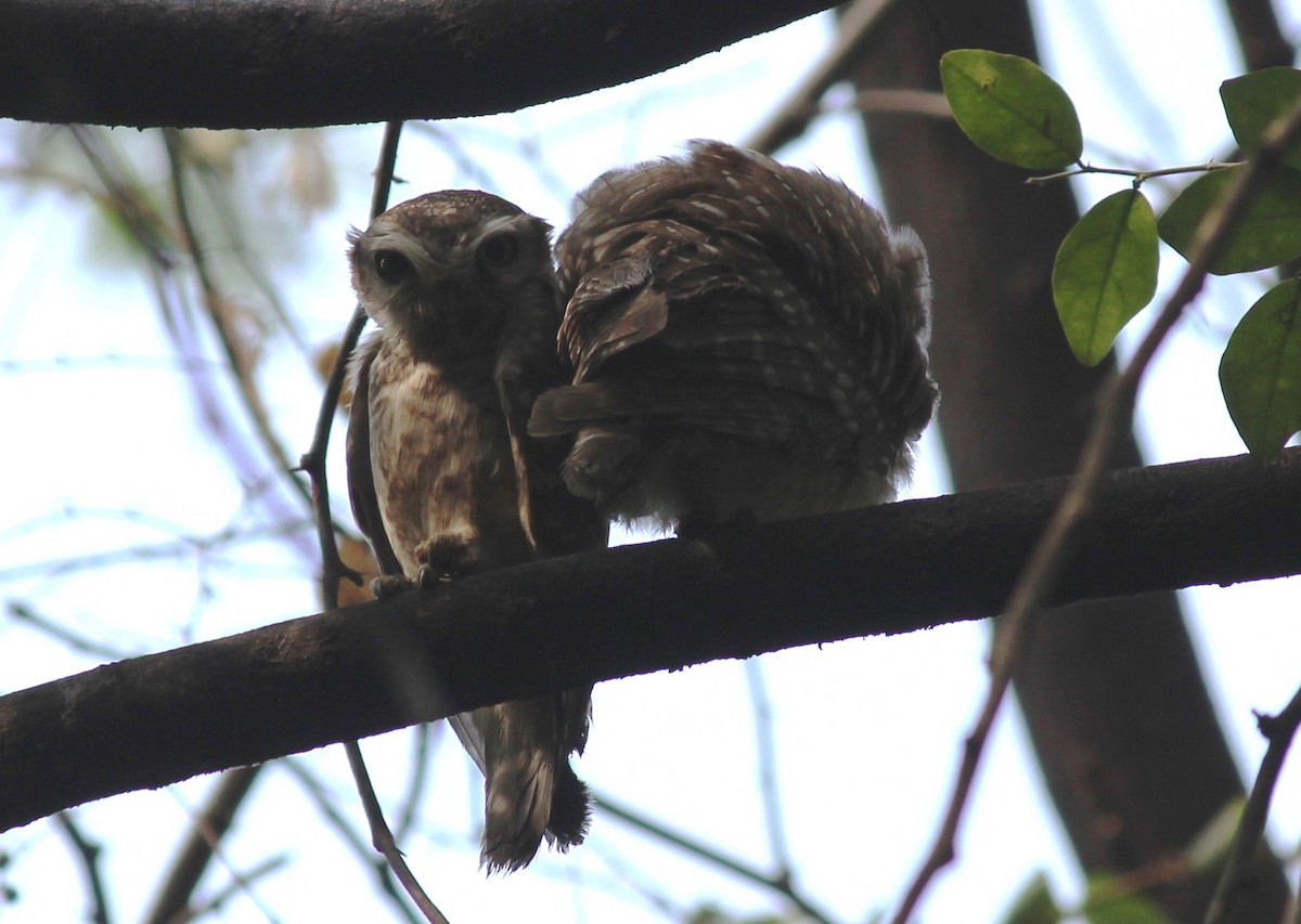 Spotted Owlet - ML144277251