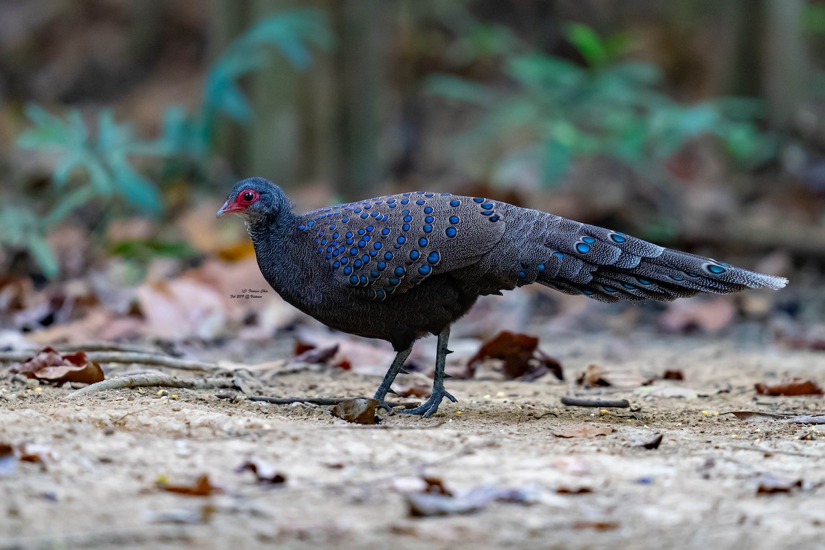Germain's Peacock-Pheasant - Simple Birder